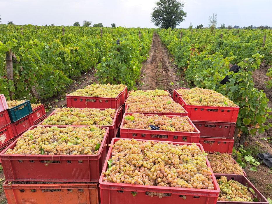 Struguri de Vin 3.50
