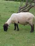 Berbec suffolk de vanzare