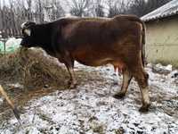 Vaca-4 vitei, montata de 3 luni, 10 litri zi, 3200 ron usor negociabil