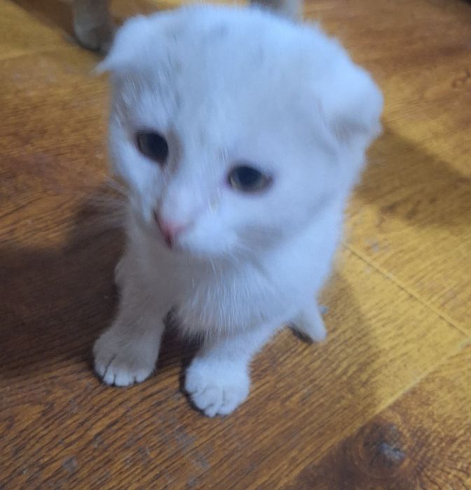 Продаётся вислоухая турецкая  ангора.