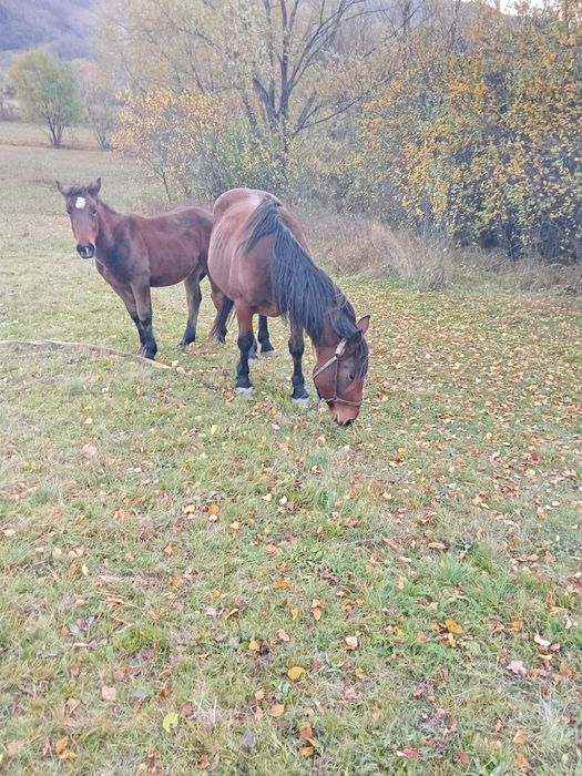 Iapa cu manz de vânzare