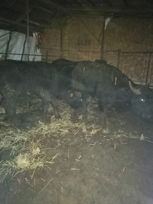 Vand viței de bivol