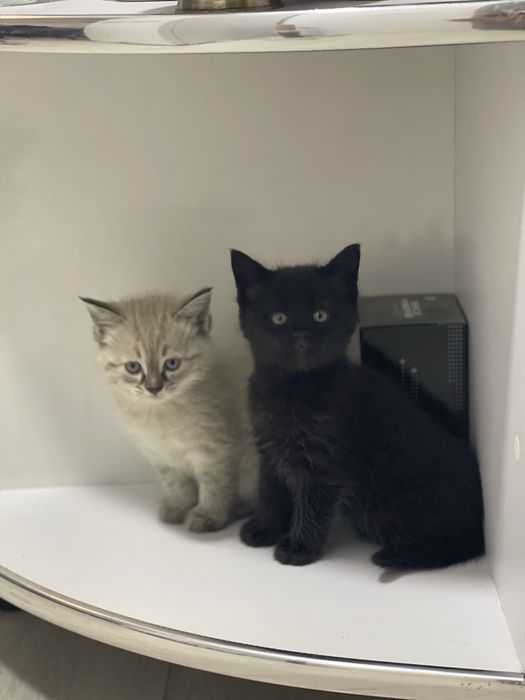 Сиамский котенок и ченый котенок