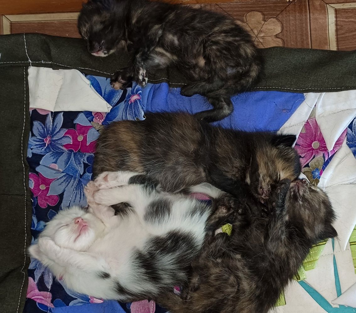 Отдам кошку и котят