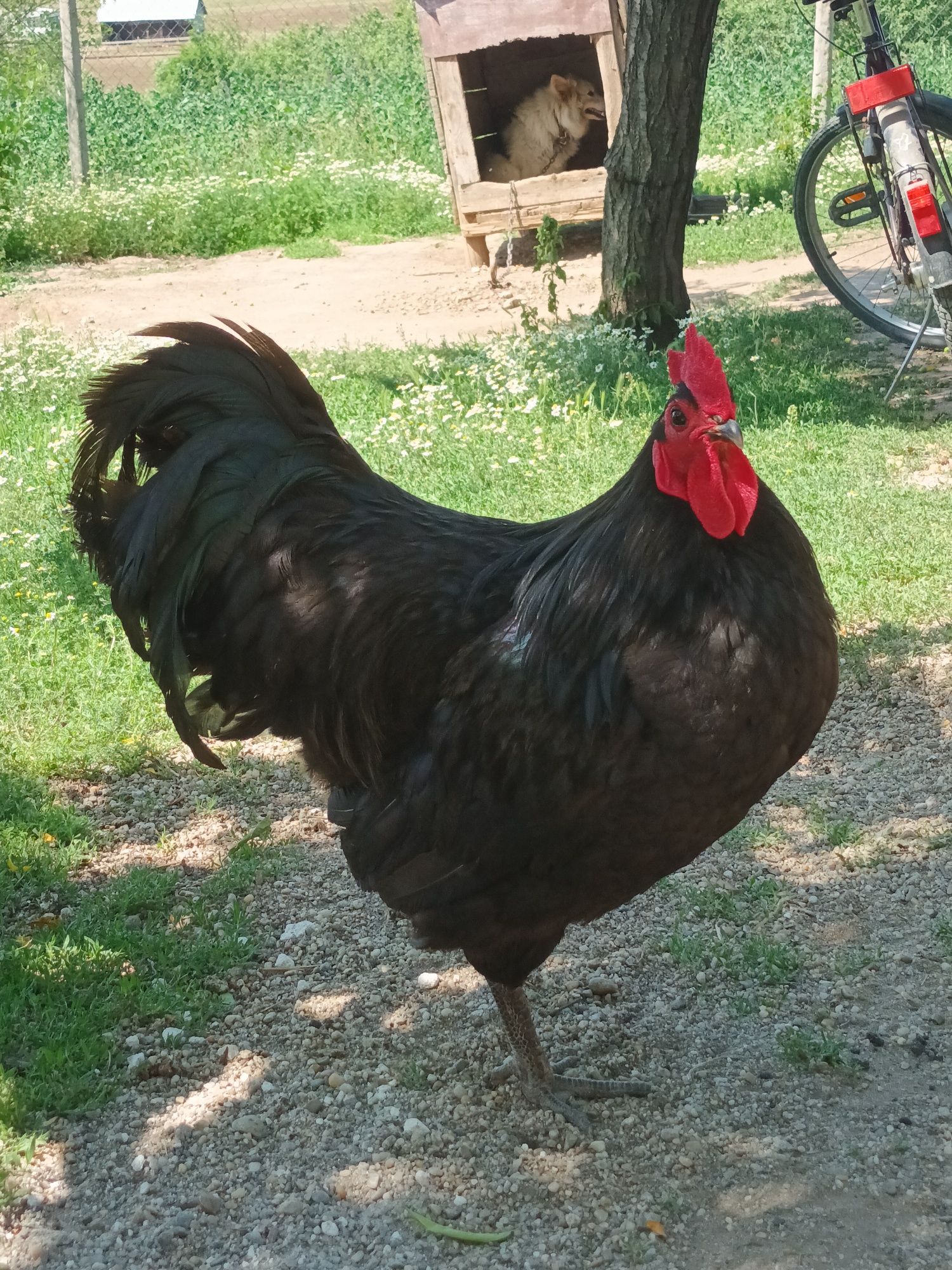 Vând familie australorp