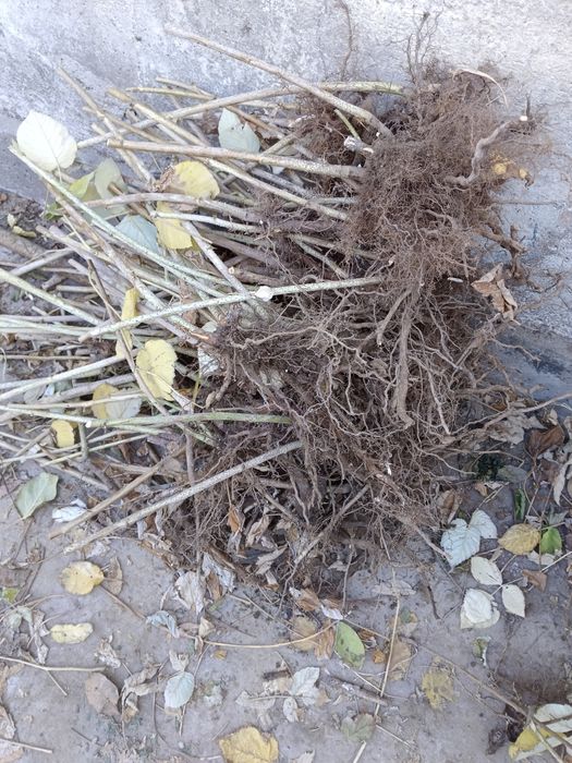 Саженцы малины крупной ягоды