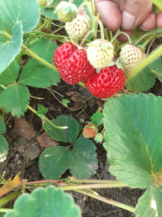 Приемам поръчка за разсад ягоди