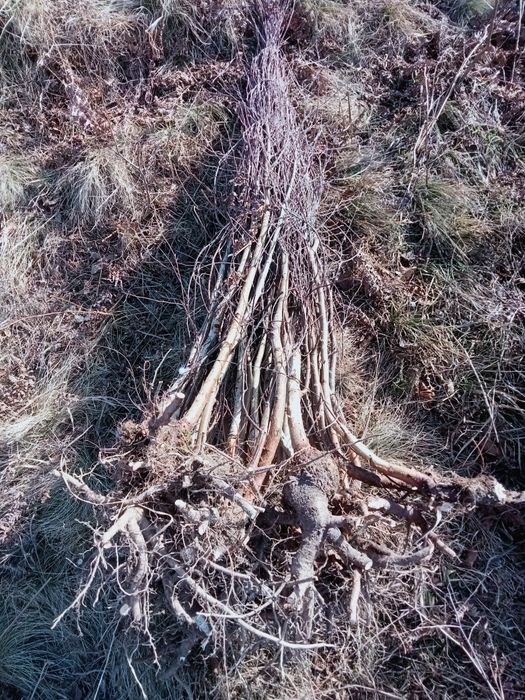 Salcâm plop cireș sălbatic oferta