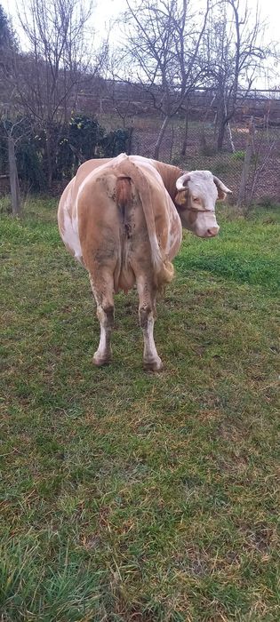 Vand vaca in vârstă de 9 ani