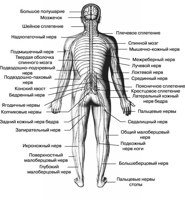 Массаж с выездом к вам