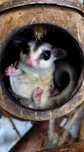 Sugarglider - veverita zburătoare / marsupială