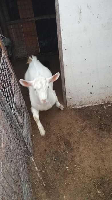 Schimb țap de anul acesta