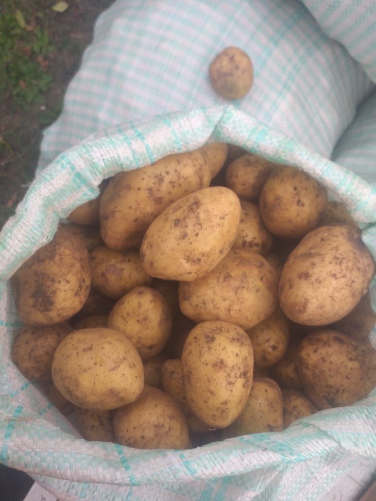 Продам картофель