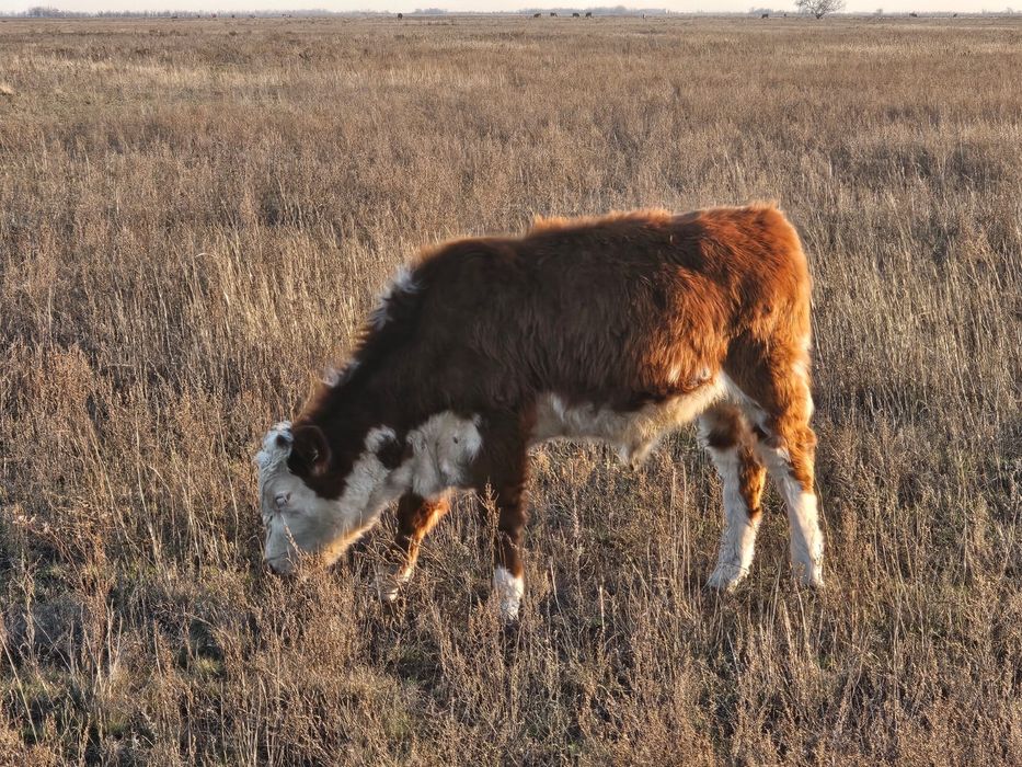 Продам бычков подсос 11 голов