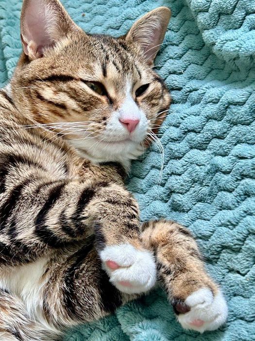 Отдам кота в добрые руки