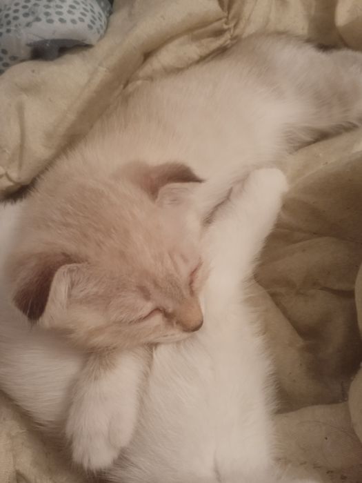 Продам шотландских котят