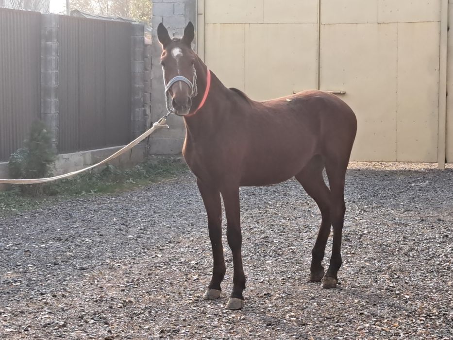 Продам  Тая Лошадь Айгыр кабылка