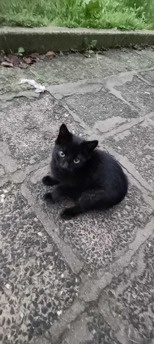 Подарява котенце