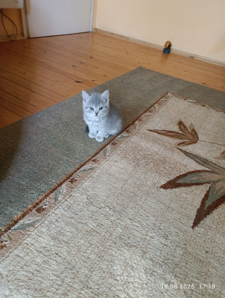 Британски котенца