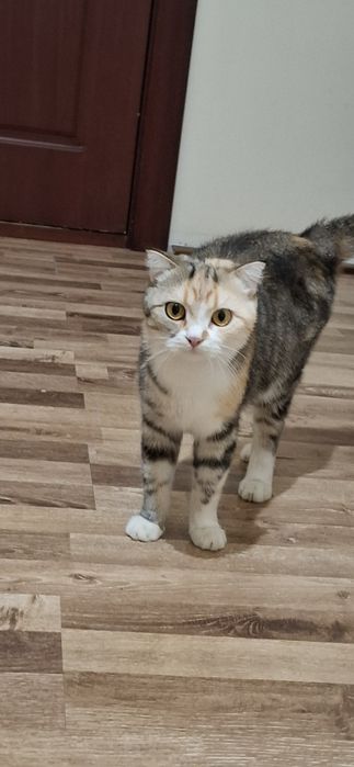 Отдам кошку и котенка в добрый руки