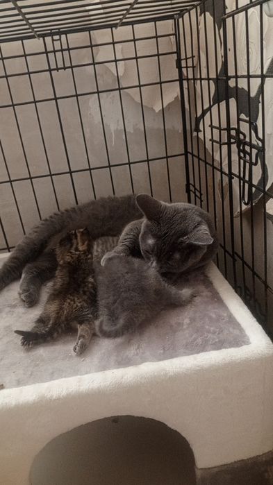 Продаются Британчики Котята Девочки!