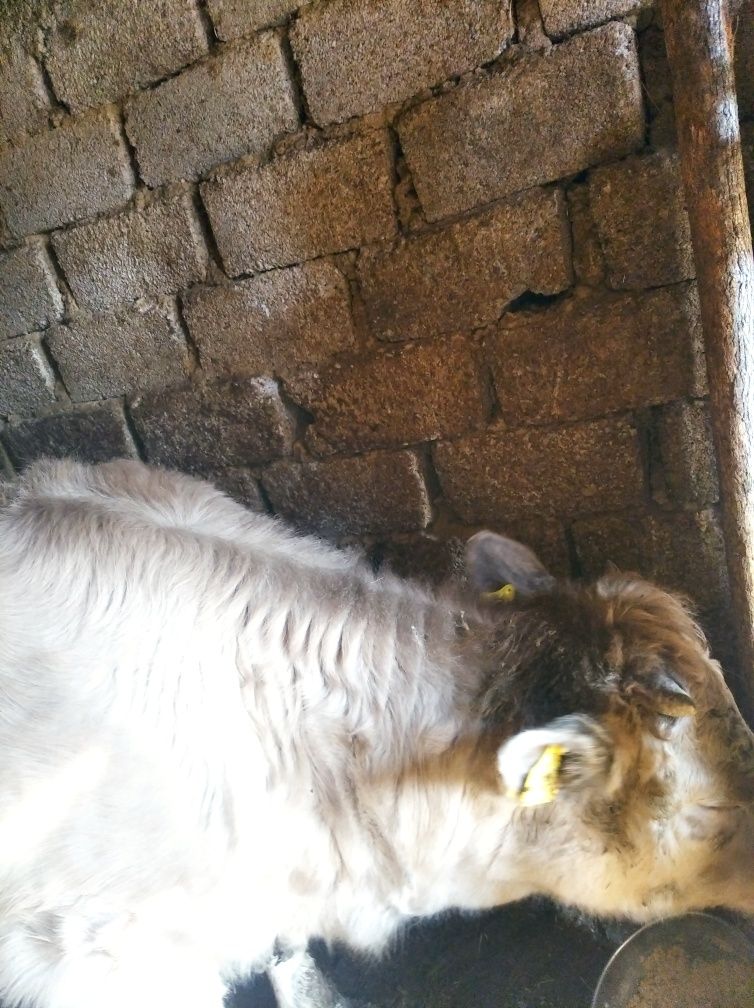 Vând vițică rasă Albastru belgian 10 luni