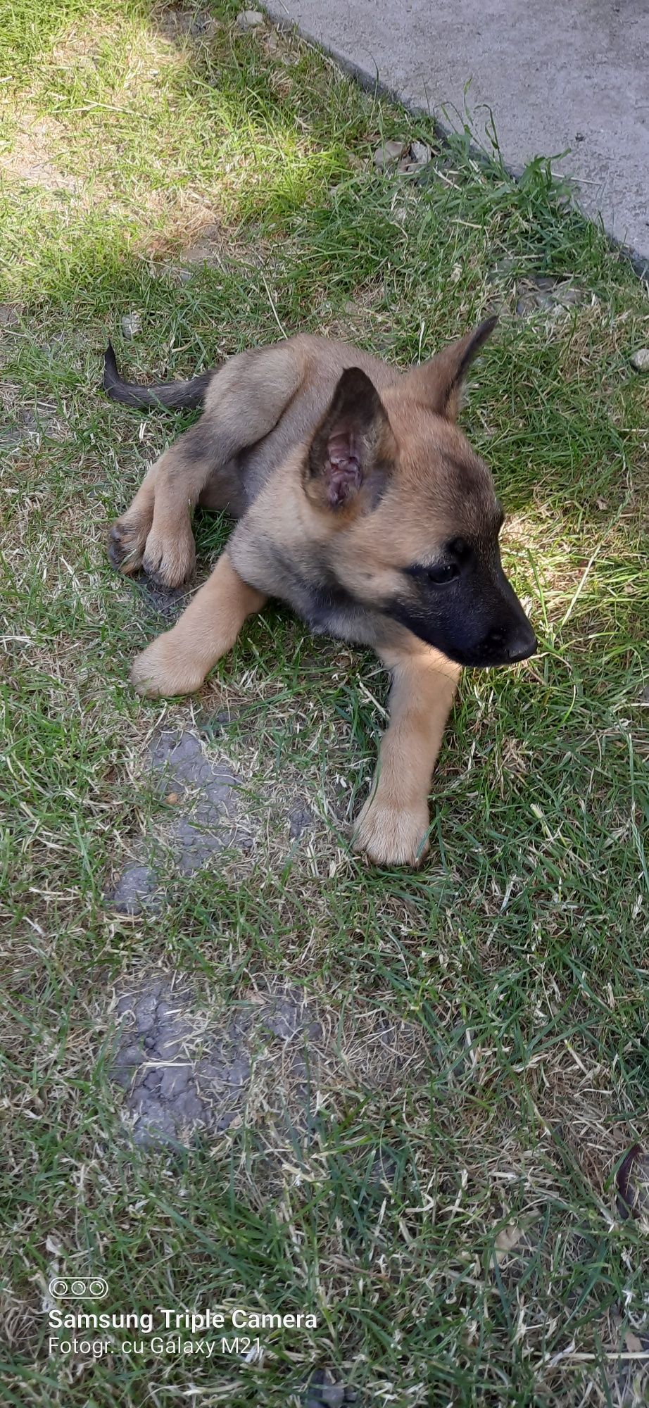 Căutăm stăpân pentru căței malinois