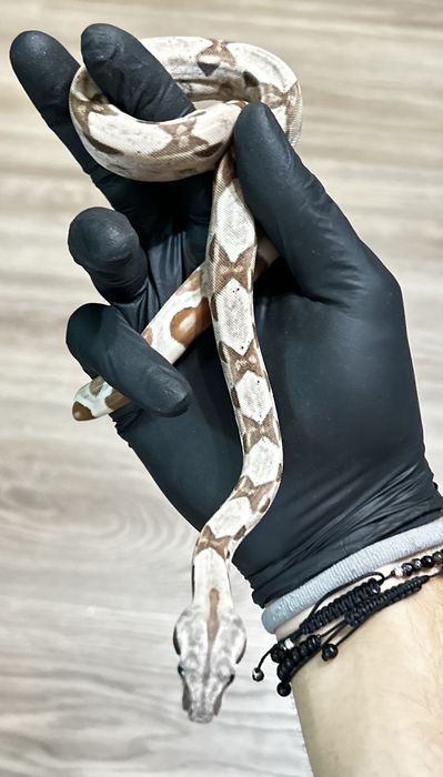 Боа (Boa Constrictor)