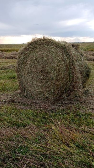 Продам сено в рулонах