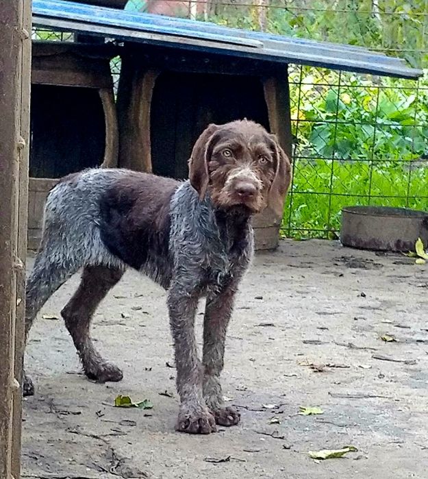 Pui brac german cu păr sârmos