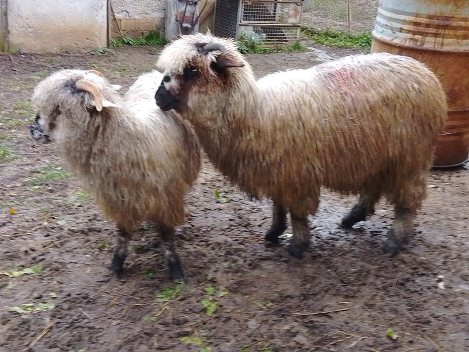 Vând 2 miele țurcane