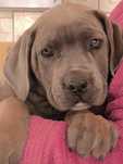 Femelă Cane Corso, Gri-Bej, Pedigree+