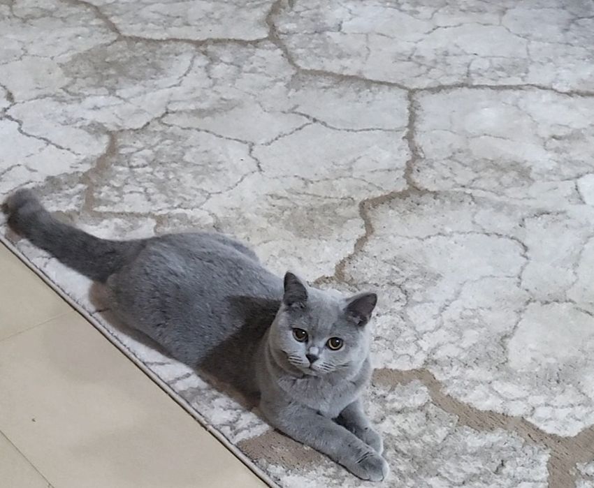 British shorthair blue