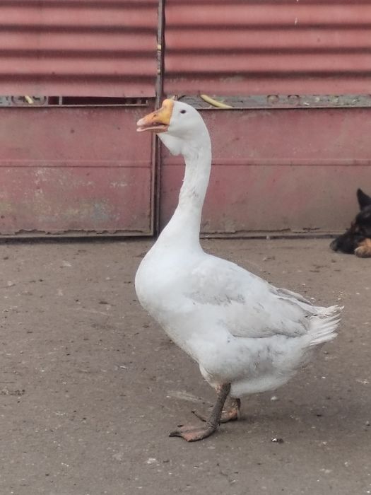 Trei băieți vor alta casa