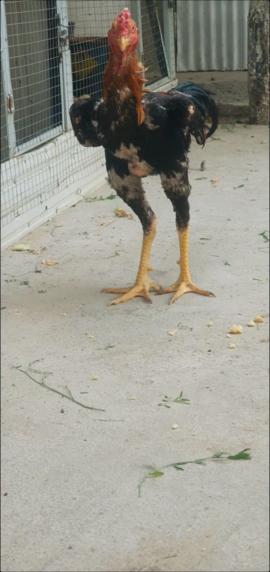 Zalatoska horoz saman tovuq qon toza narsa