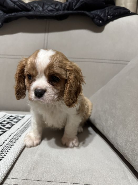 Кавалер Кинг Чарлз шпаньол