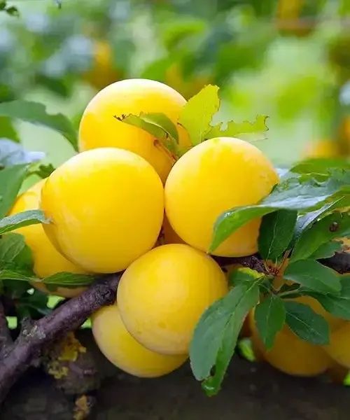 Prun Bianca di milano