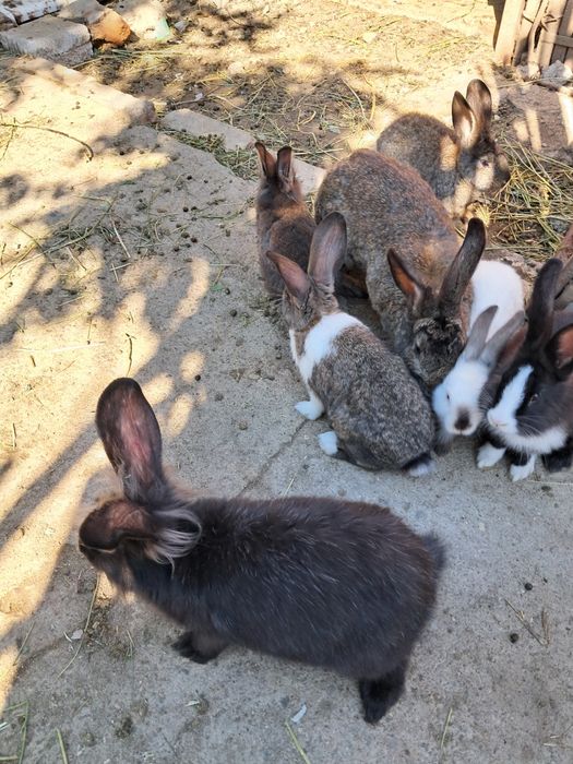 Iepuri de casa negri si albi