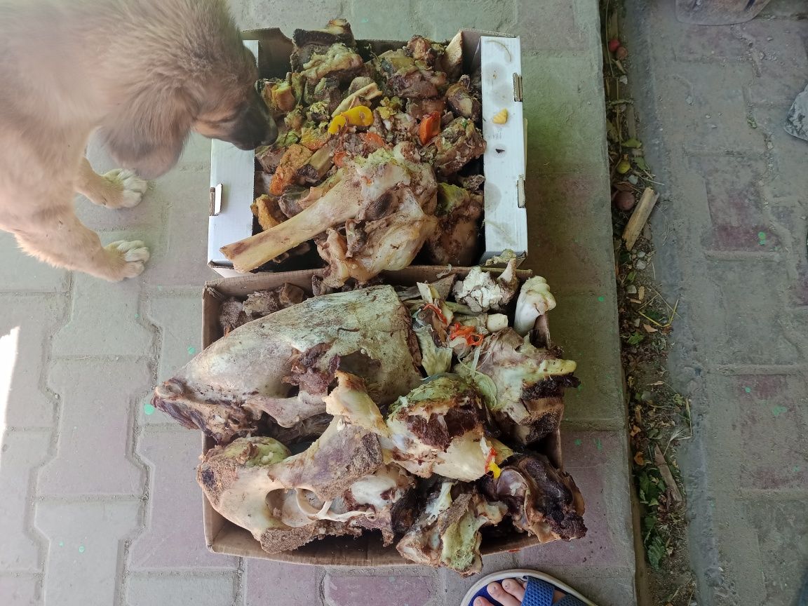 еда для собак из ресторана.кости мясо и тд