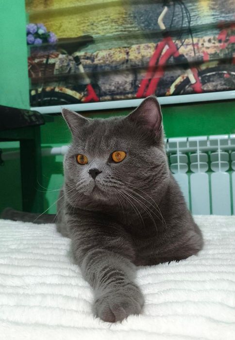 Вязка! Крупный , шикарный,кот породы шотландский скоттиш страйт.