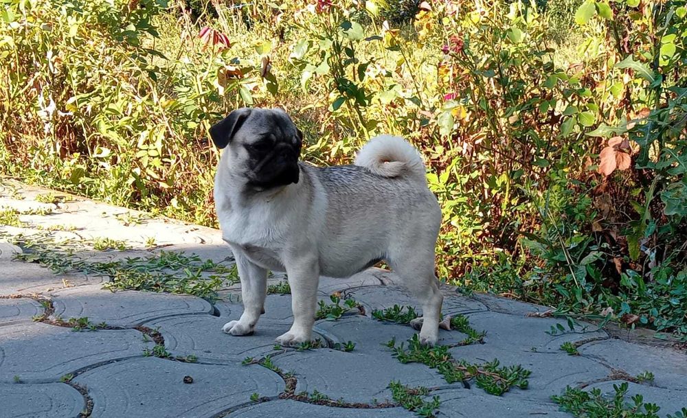 femela pug cu pedigree