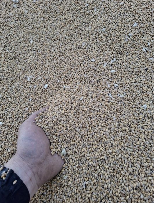 Продам пшеницы2 тонны!!