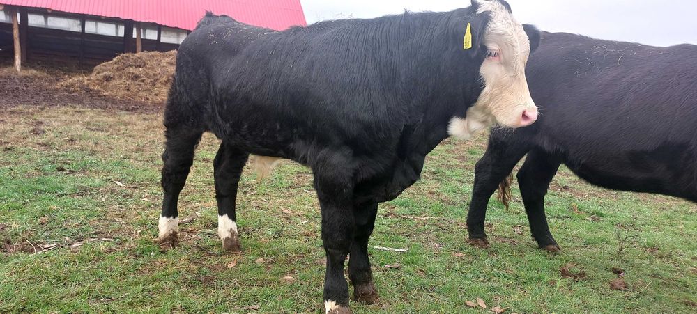 Tauras Baltata romaneasca Neagra