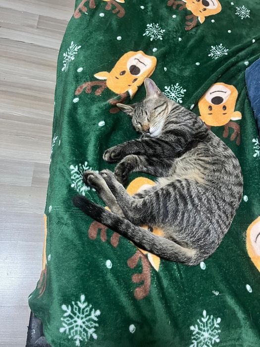 Pui de pisica spre adoptie