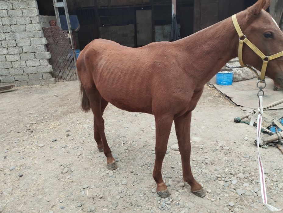Продается лошадь 1 год