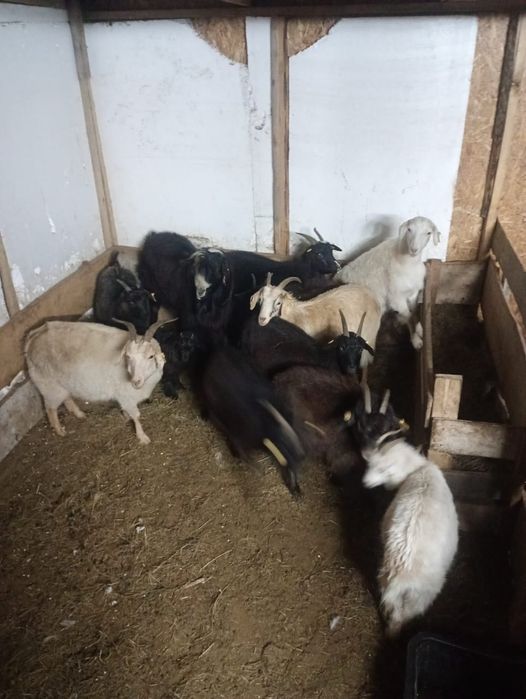 Ешкілер сатылады