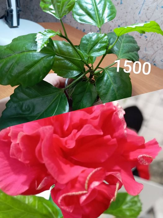 Продаю укоренные черенки цветов