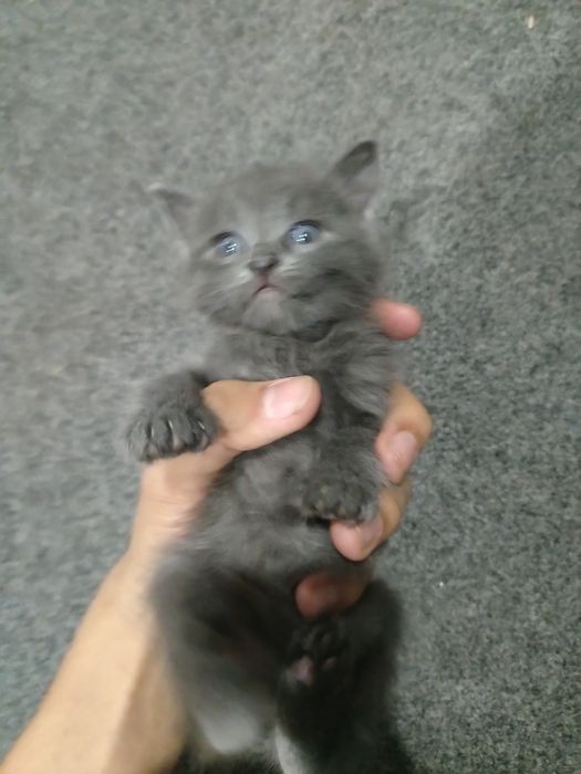 Mushuk bolalari. Котёнок