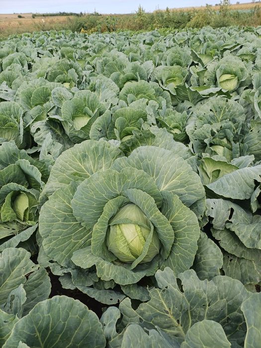 Vand varza de murat !