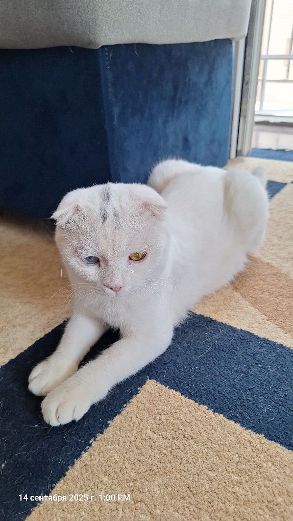 Котенок годик послушны